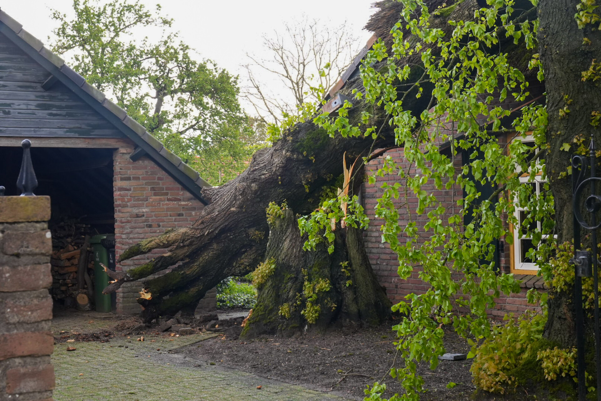 Veel Schade Aan Woonboerderij Door Omgevallen Boom Brabant