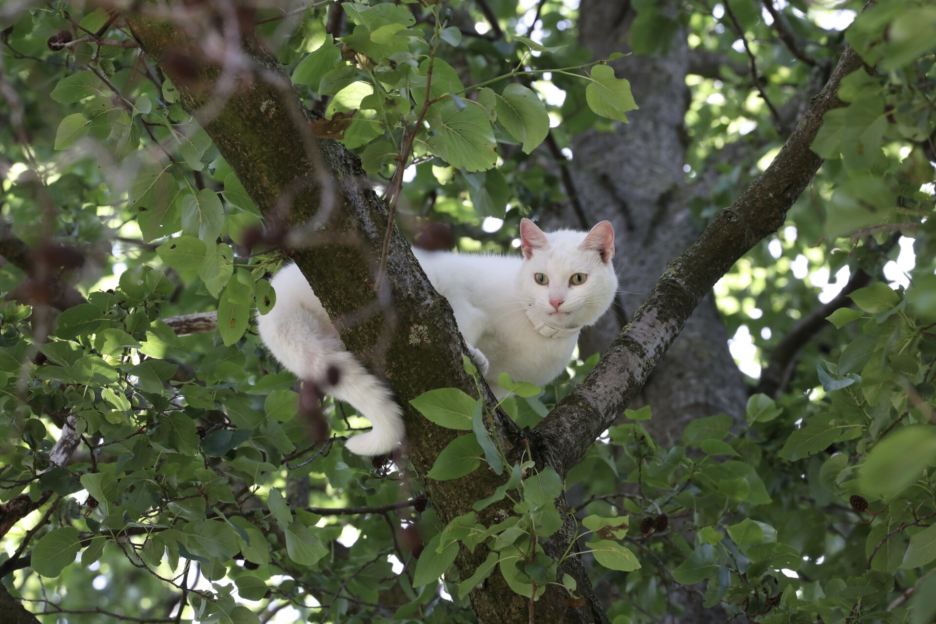 Kat ‘Witje’ met behulp van brandweer uit boom bevrijdt