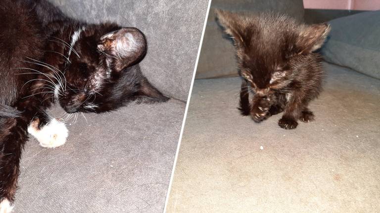 Eén dode en tientallen doodzieke katten in huis van 72-jarige vrouw