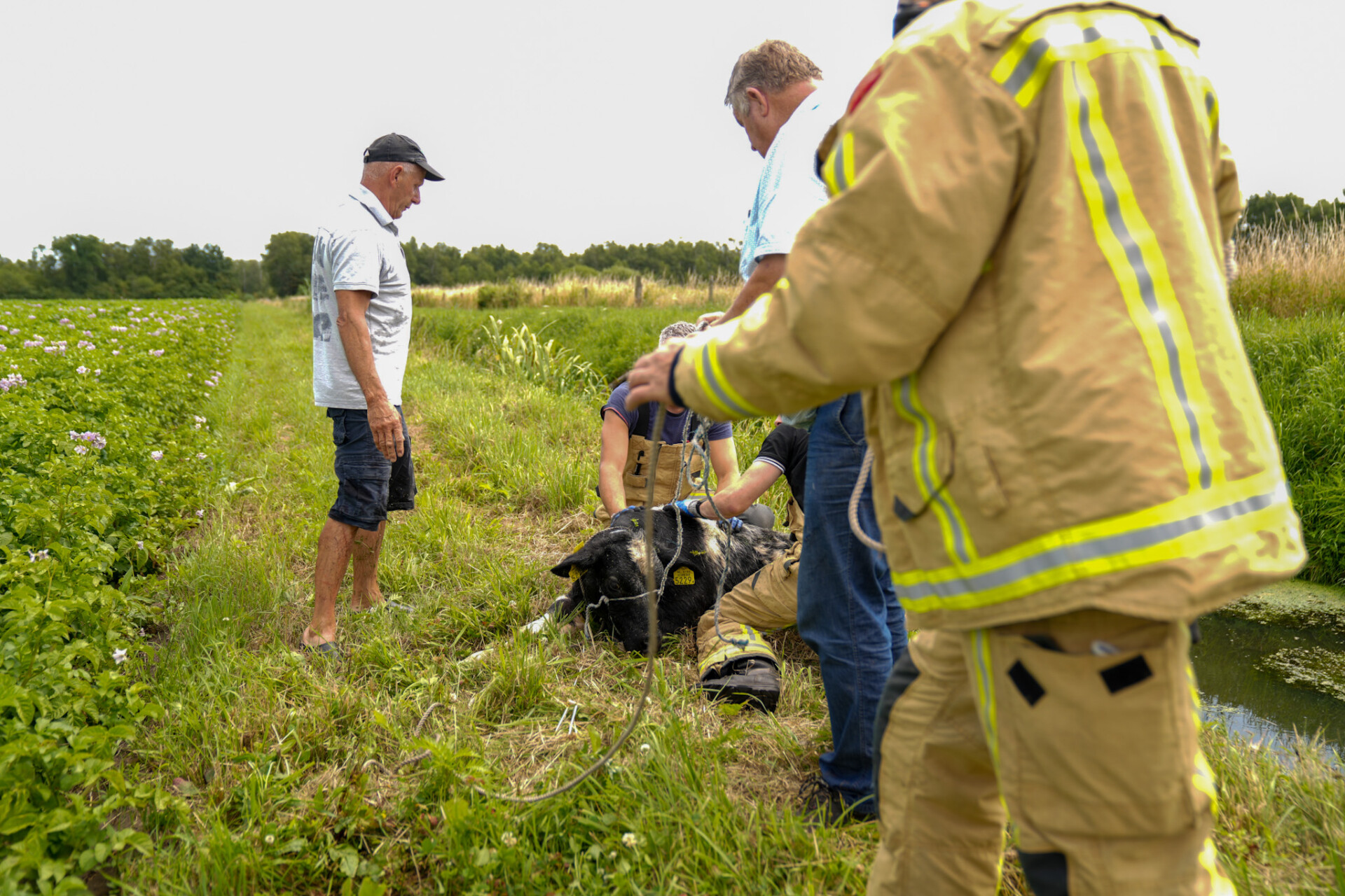 Foto’s: Brandweer redt jong kalf van de verdrinkingsdood