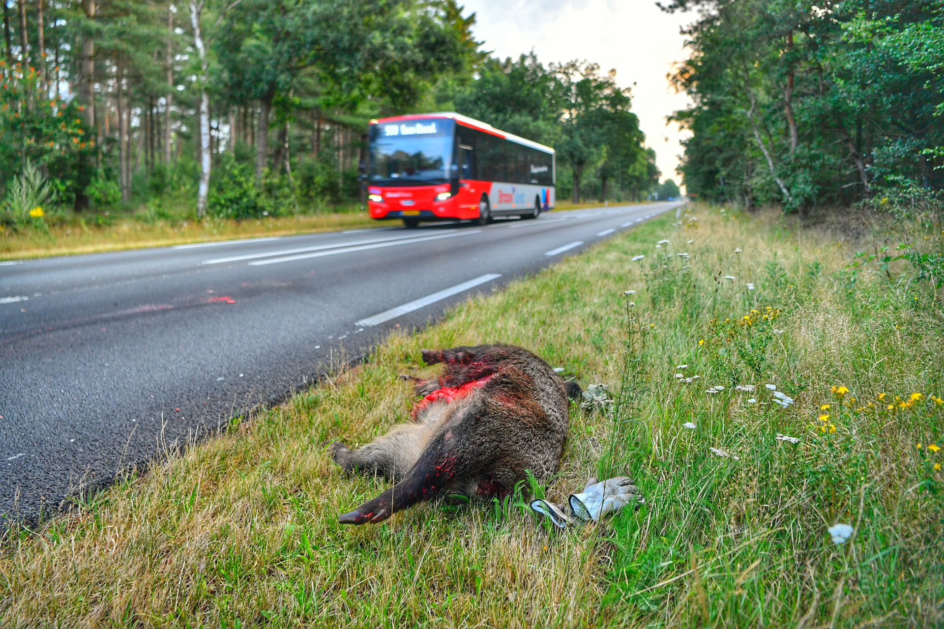 Everzwijn doodgereden op N69