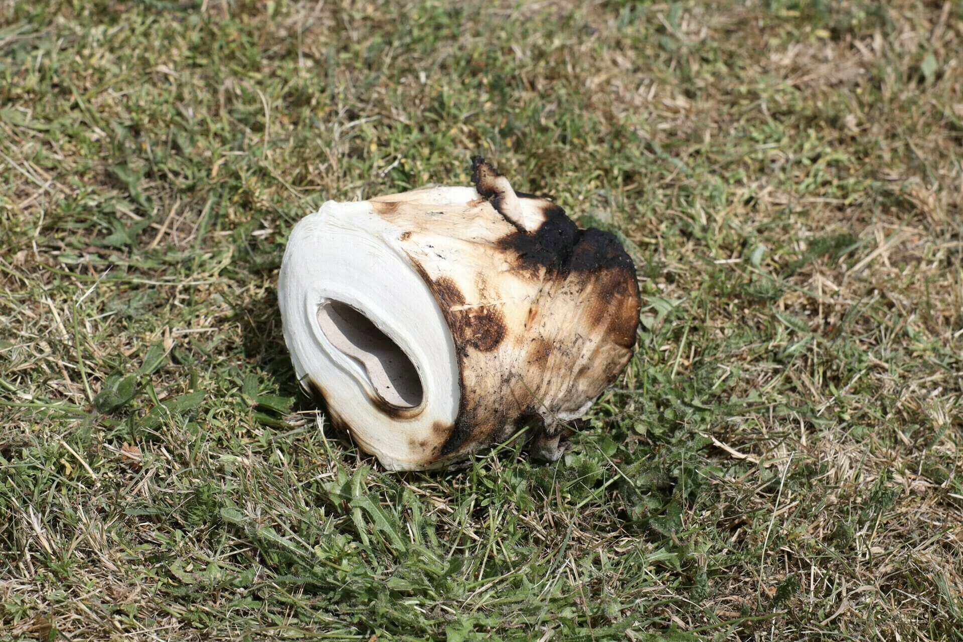 Brandende wc-rol in de berm veroorzaakt bermbrandje in Boxtel