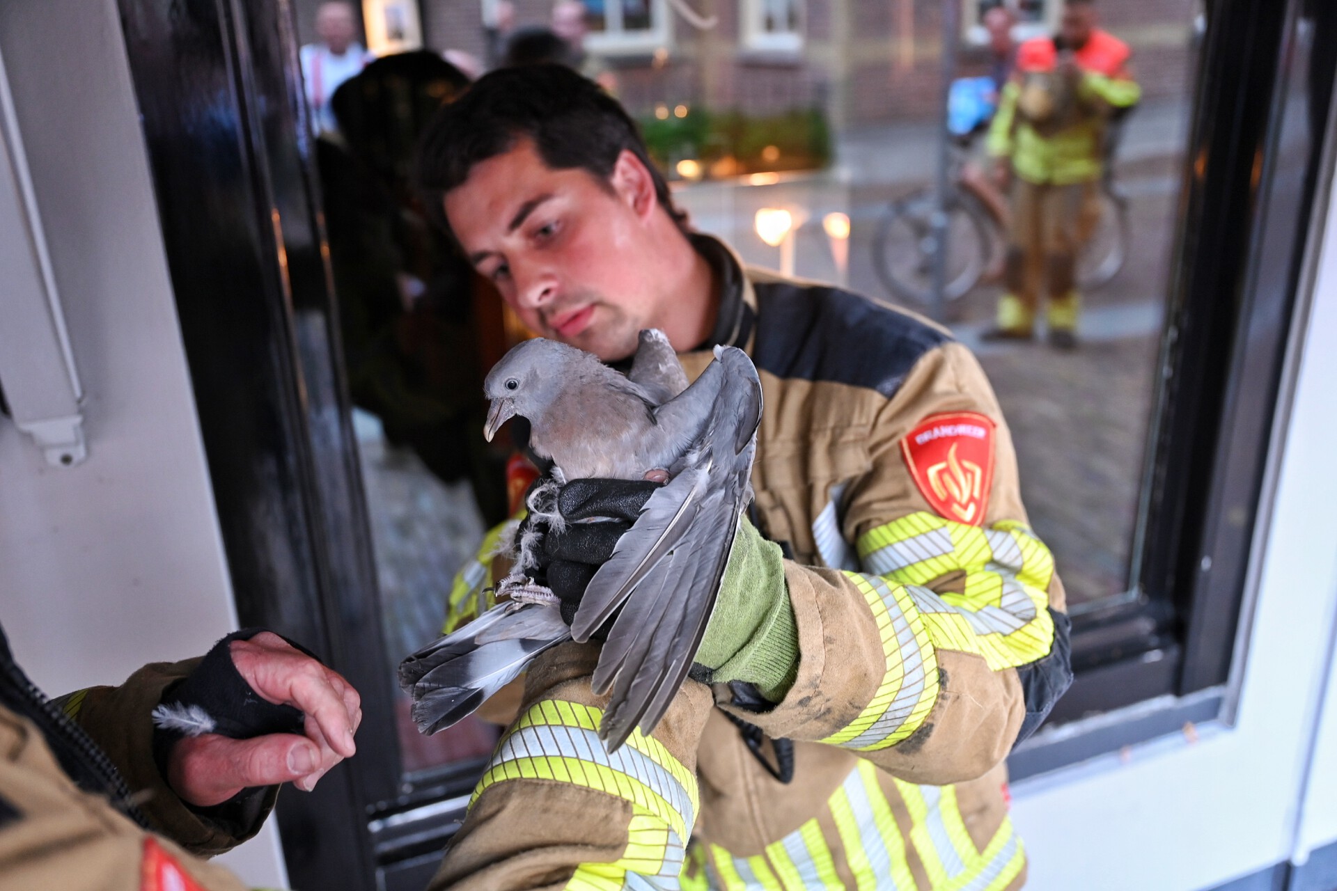 Brandweer redt duif uit benarde situatie