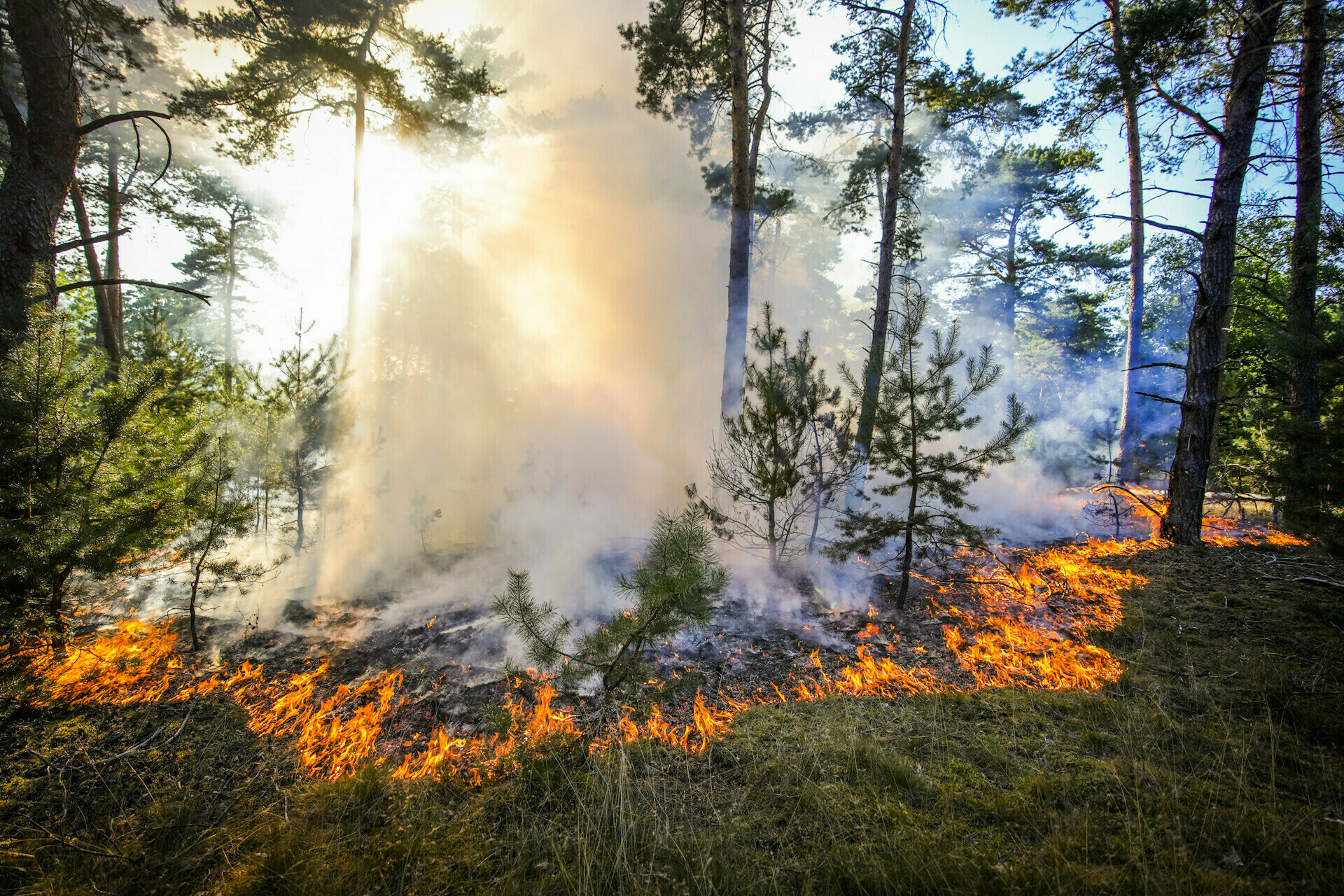(Foto’s) Flinke bosbrand in Waalre