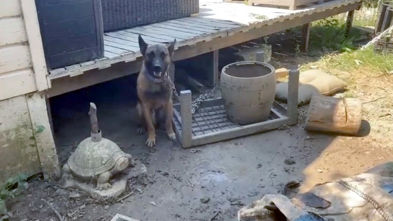 Verwaarloosde hond in beslag genomen