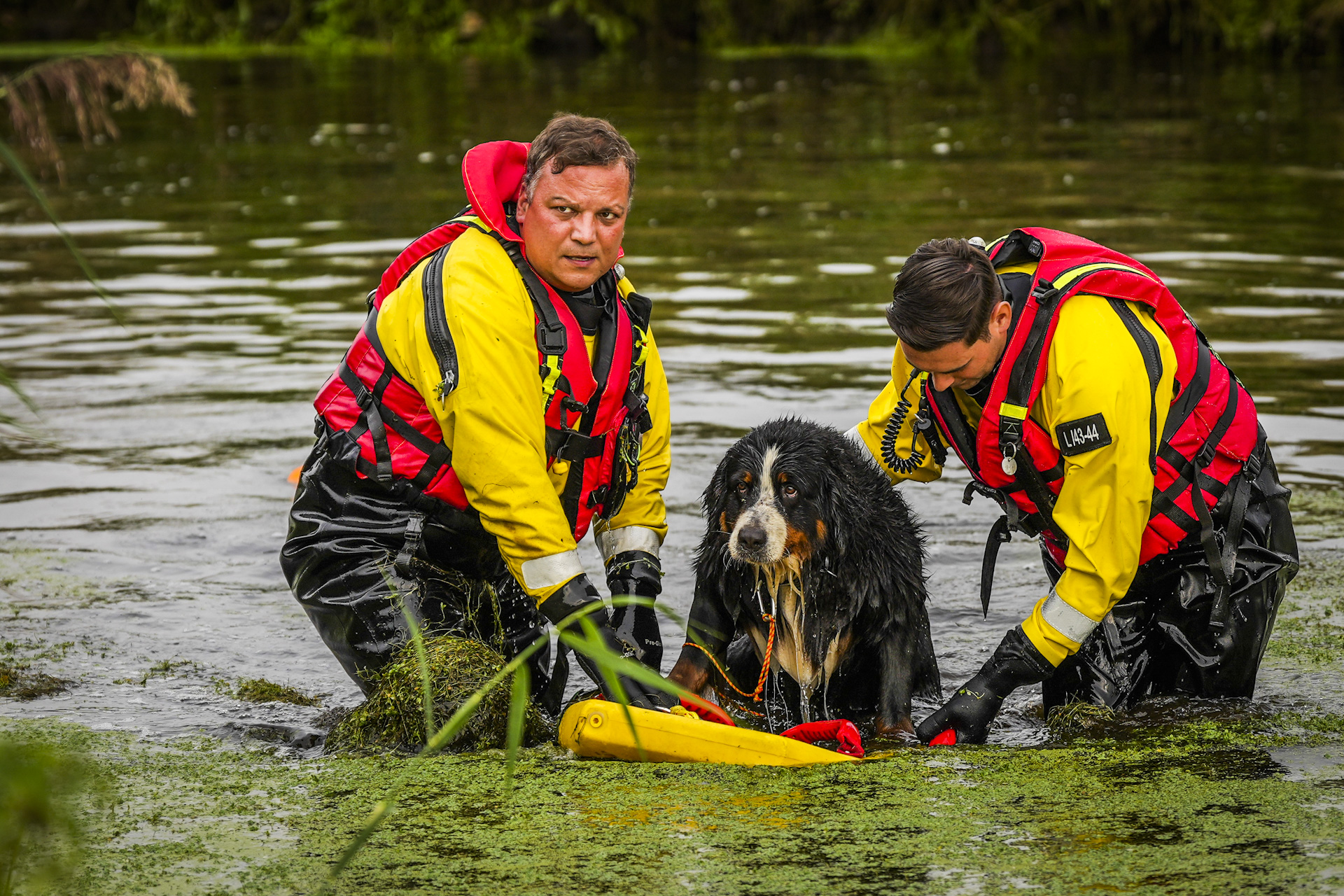 Brandweer redt hond uit het water