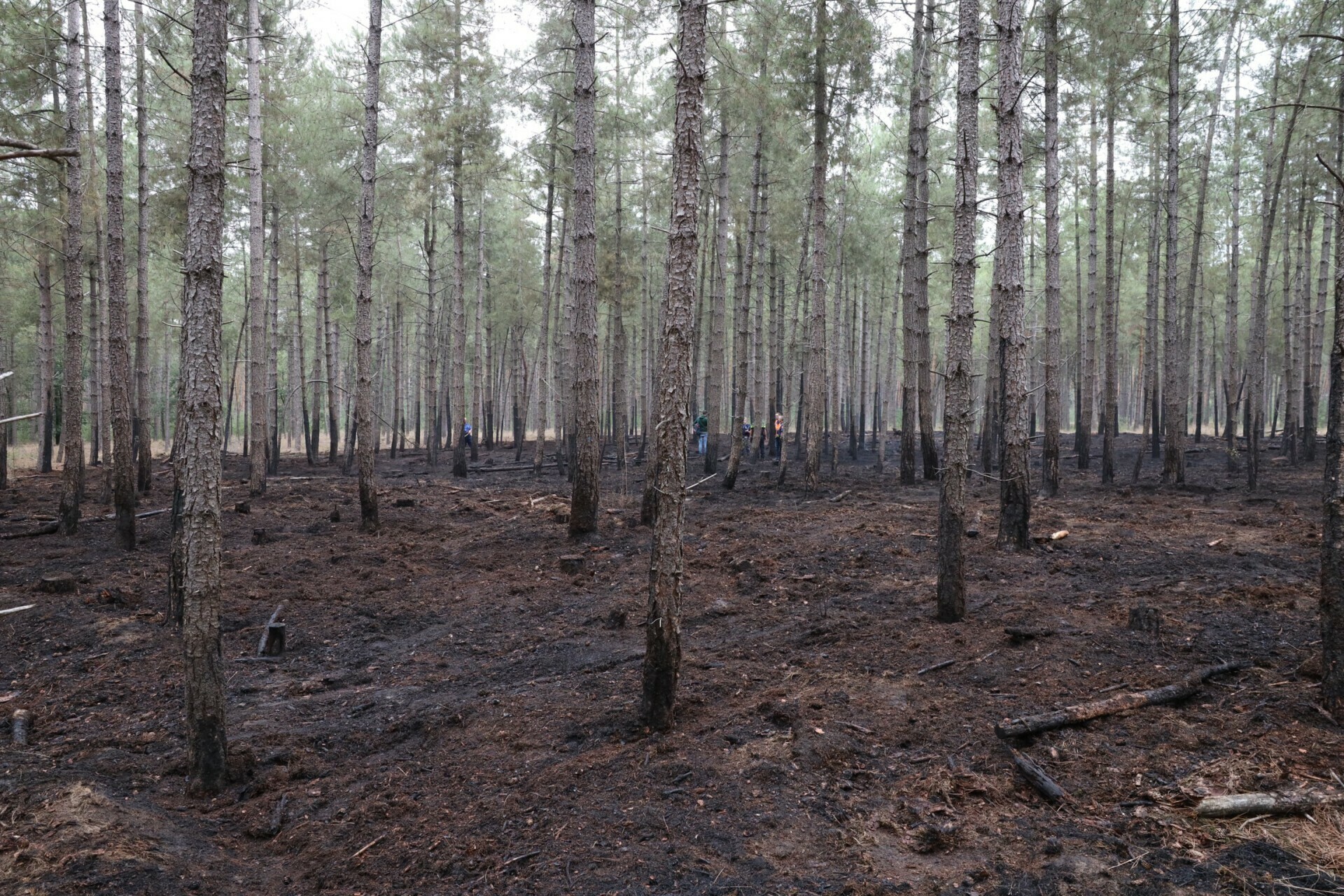 Schade aan bosperceel bij daglicht goed zichtbaar