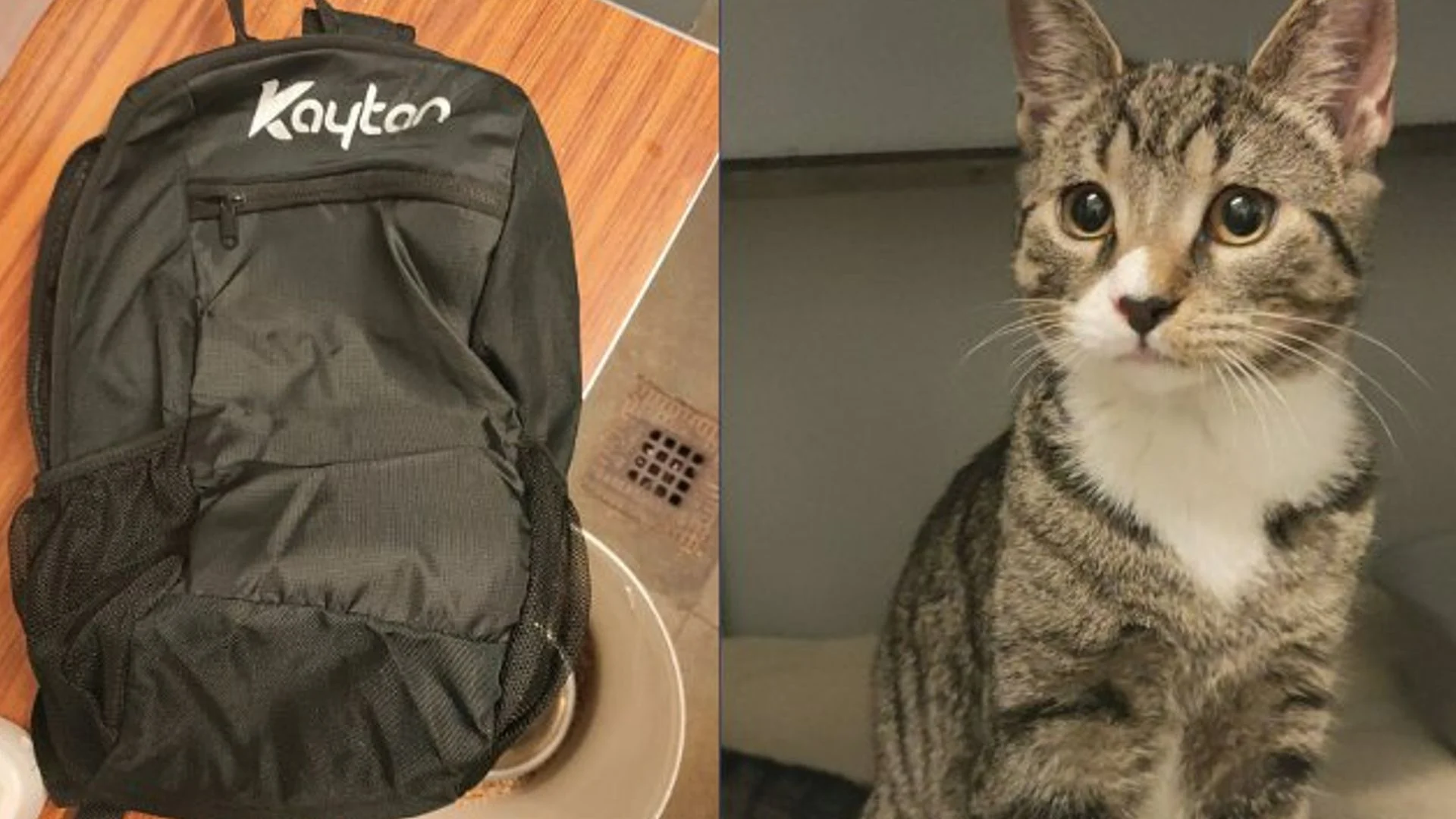 Jonge kater gedumpt in rugzak