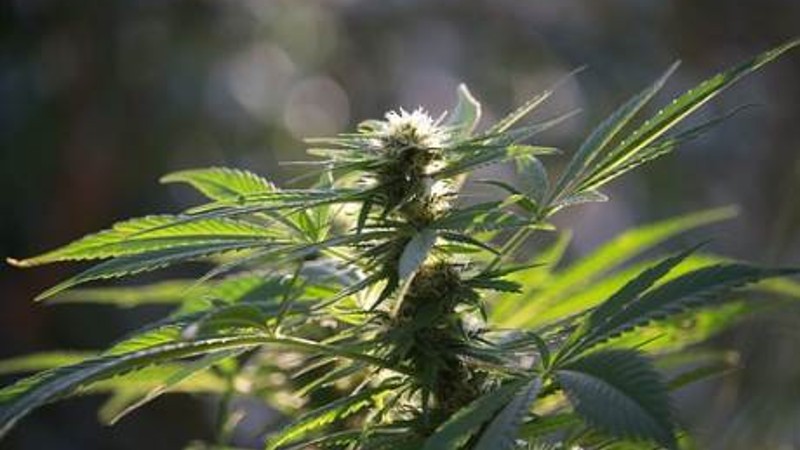 Politie vindt hennepkwekerij achter verborgen deur in loods