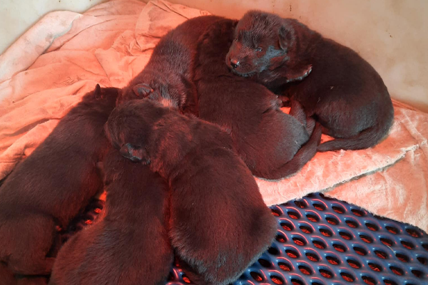 Acht herder pups gestolen uit schuur in Boekel