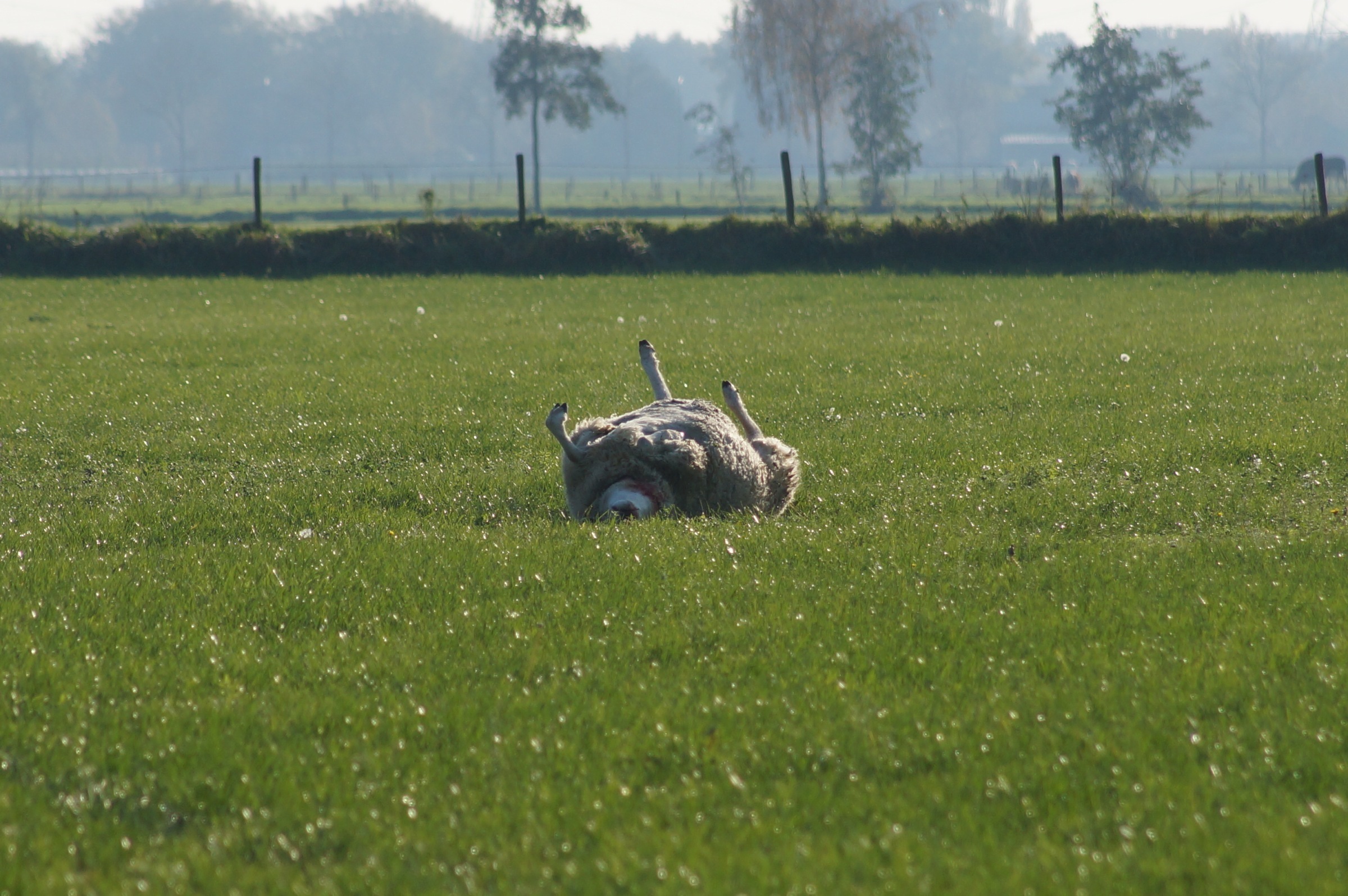 Elf dode schapen in weiland aangetroffen