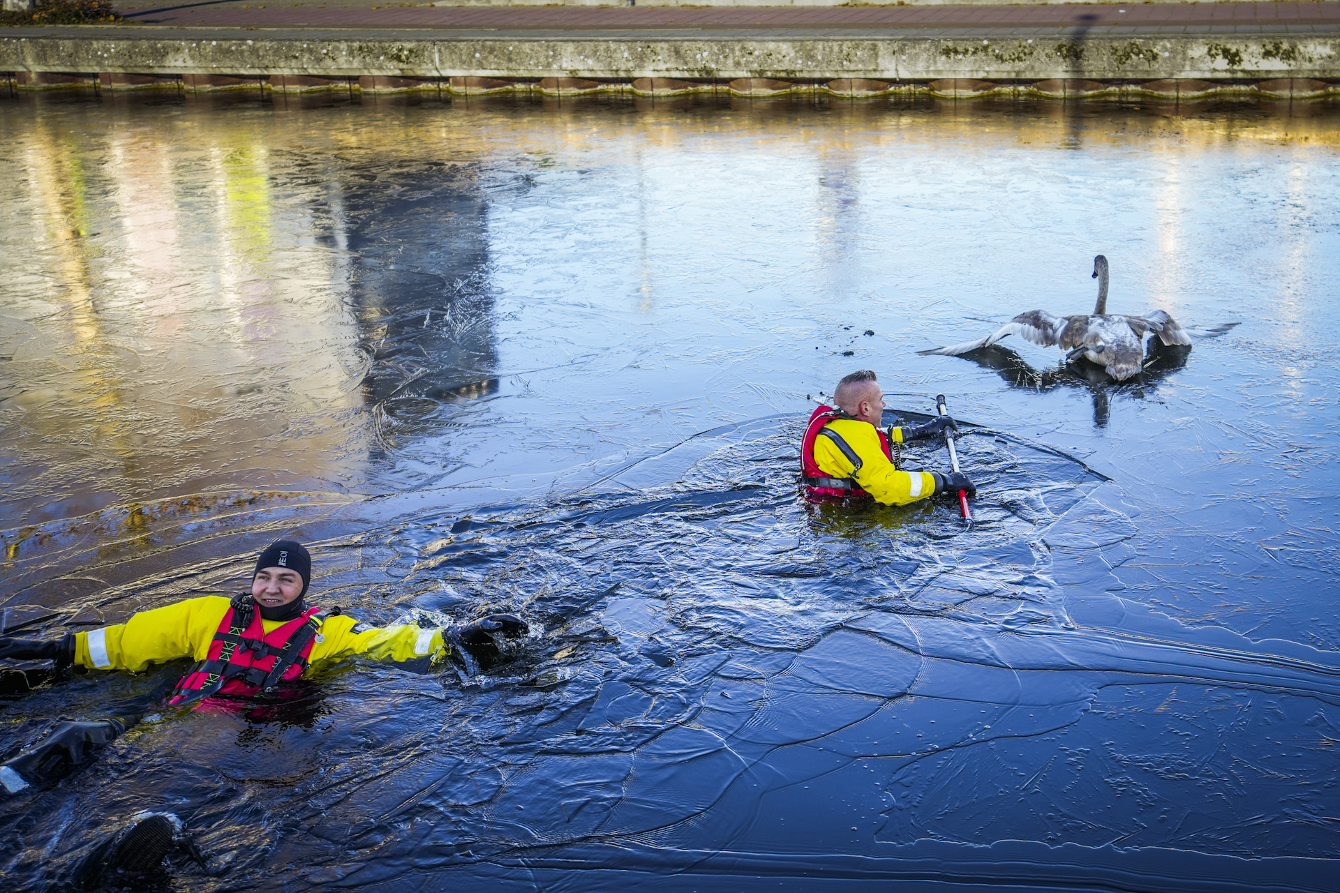 Brandweer redt jonge zwaan uit bevroren water