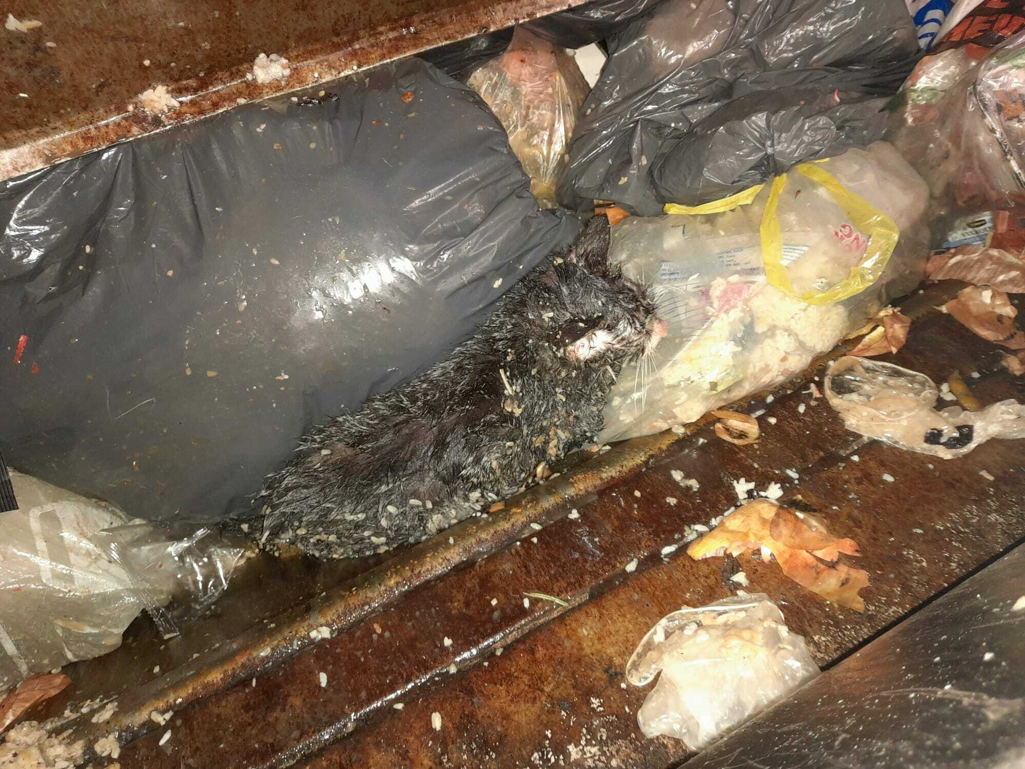 Katje gevonden in een vuilniswagen