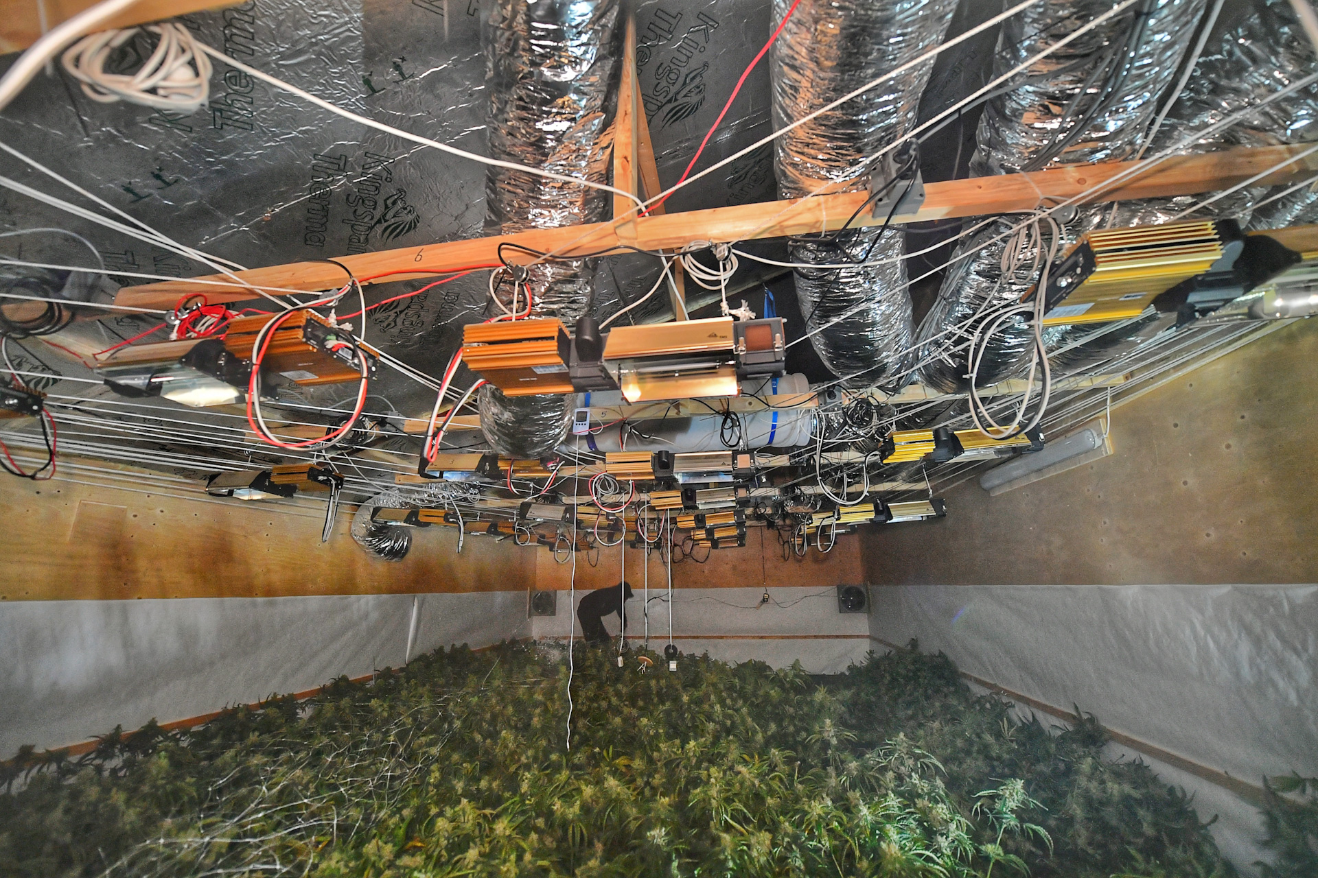 Twee grote kwekerijen met honderden planten opgerold door politie