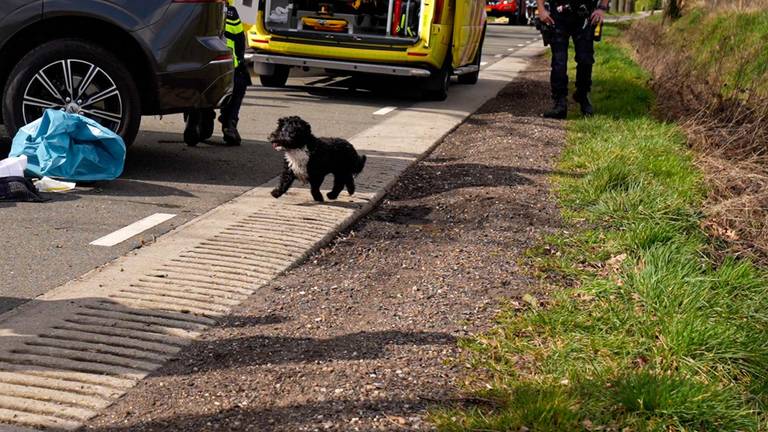 Hond toont onvoorwaardelijke liefde: Blijft bij overleden baasje na tragisch ongeluk