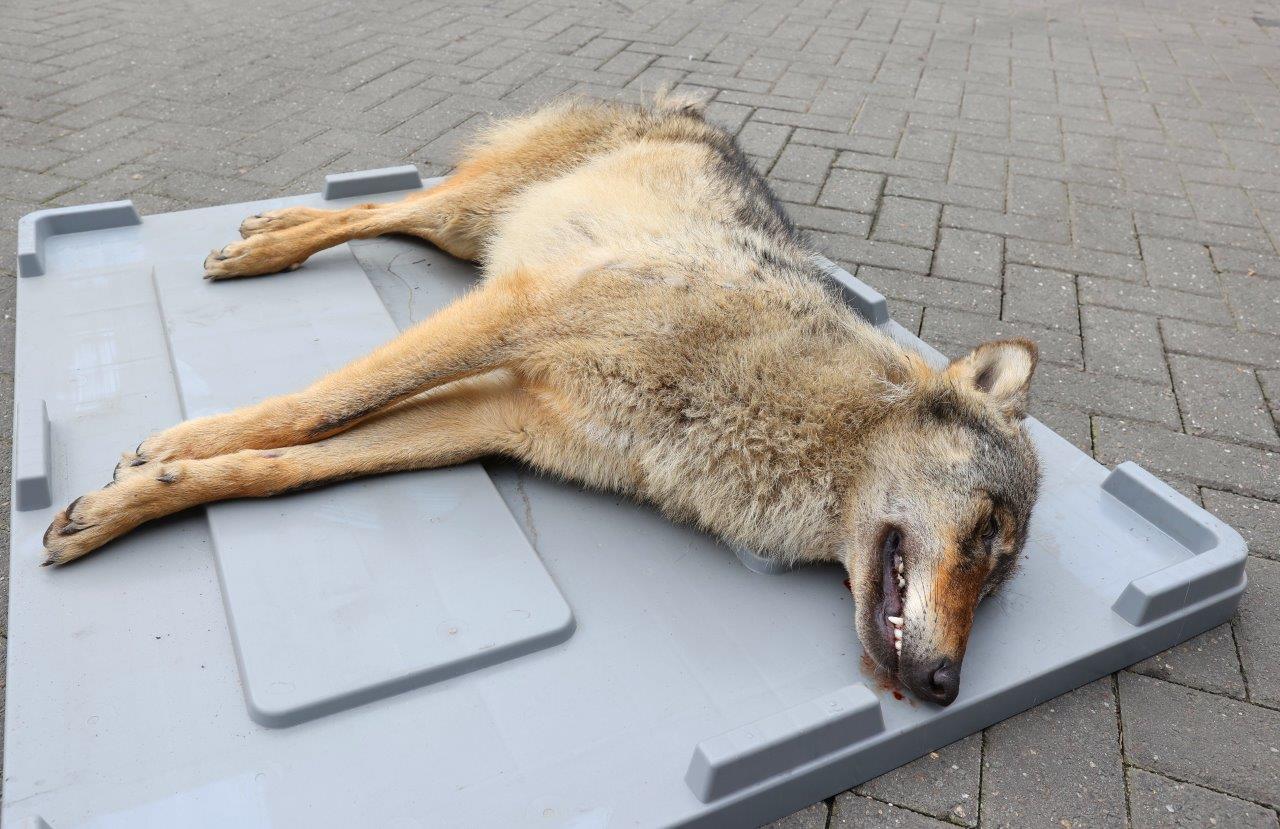 FOTO UPDATE: Wolf doodgereden op A2 bij Vught