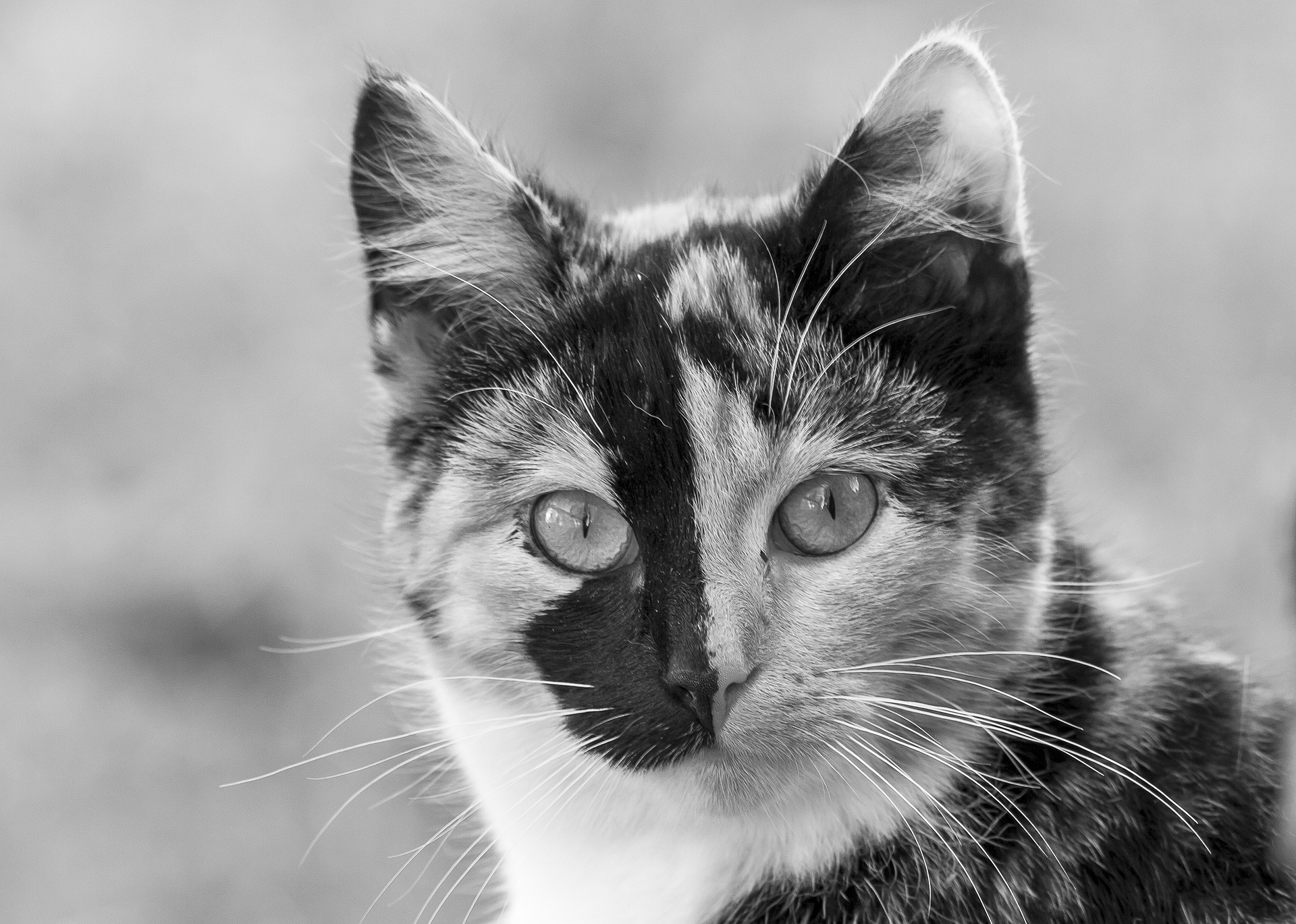 Beschonken Brabander (55) doodt kat door erbovenop te gaan zitten