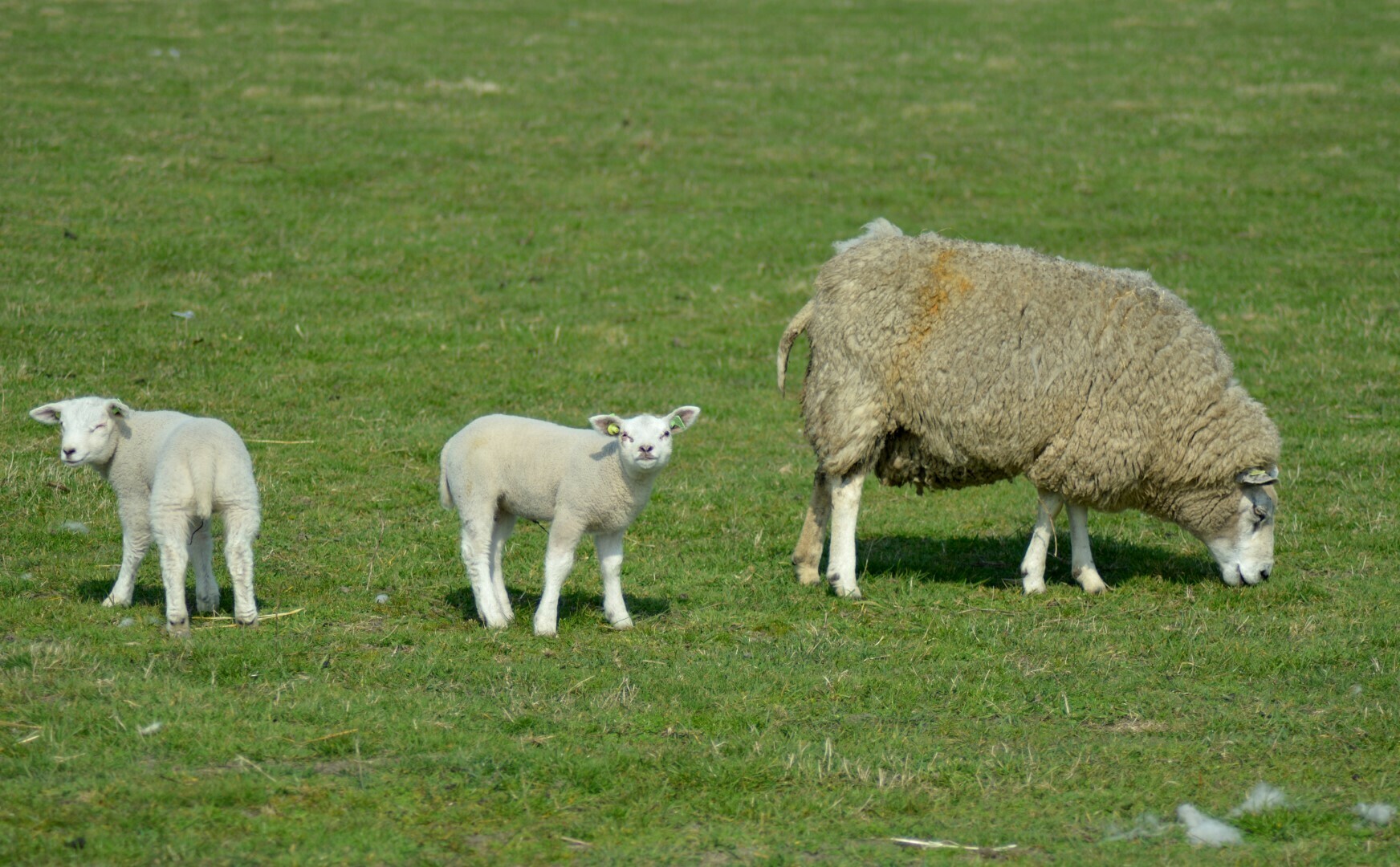 Lammetje in een weiland doodgeschoten