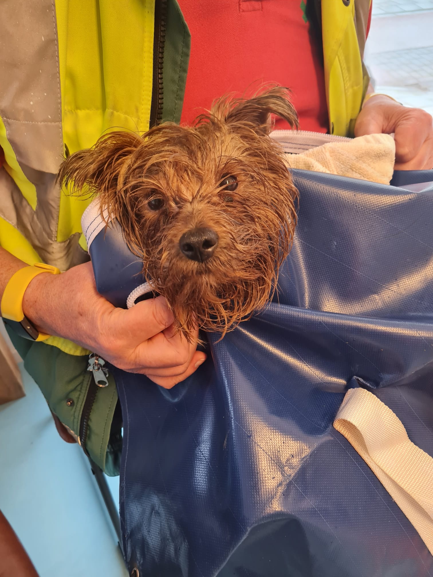 Hondje opzettelijk gedumpt in ondergrondse vuilcontainer