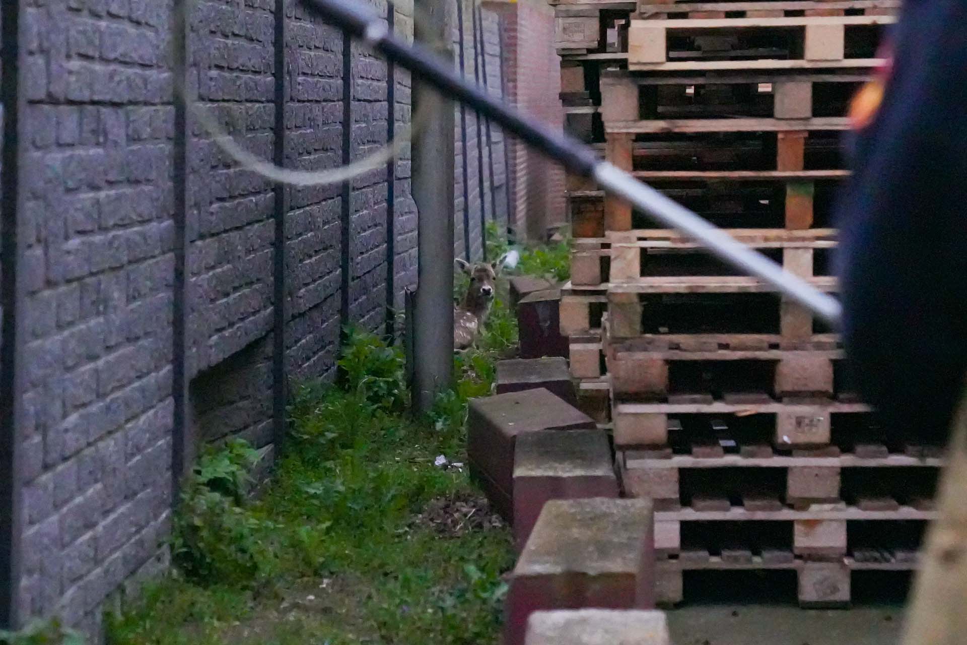 Losgebroken damhert gevangen door brandweer