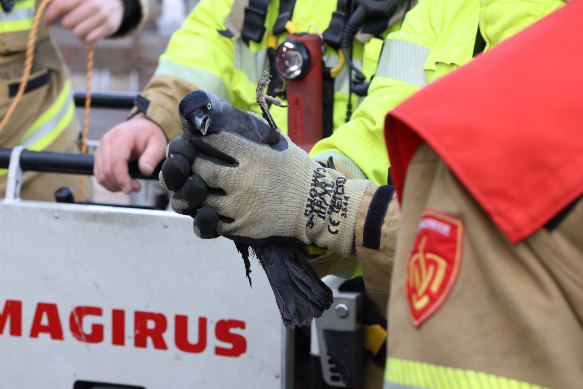 Brandweerlieden bevrijden vogel uit schoorsteenkanaal