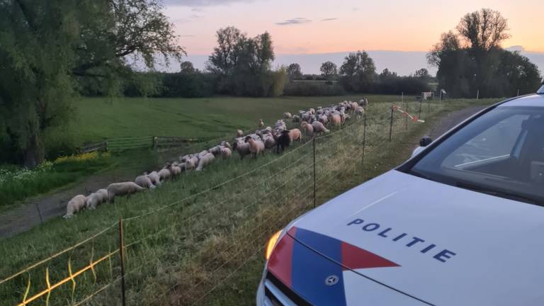 Ontsnapte schapen bezorgen agenten handenvol werk