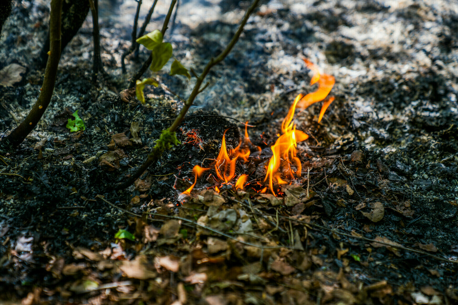 Brandweer vindt oven/BBQ bij grote bosbrand
