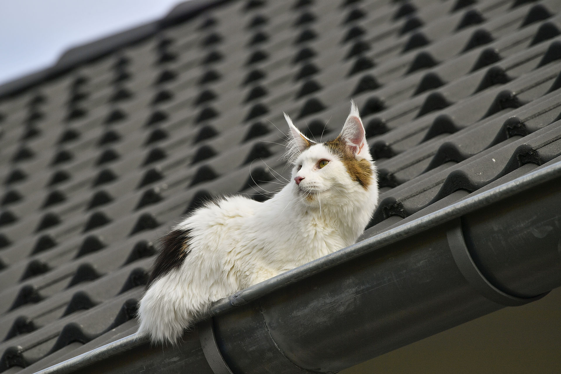 Kat van het dak gehaald door hulpdiensten
