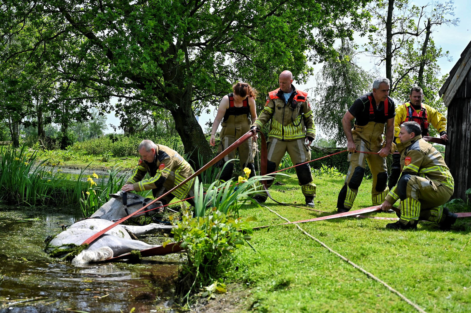 Paard valt in water en wordt gered door de brandweer