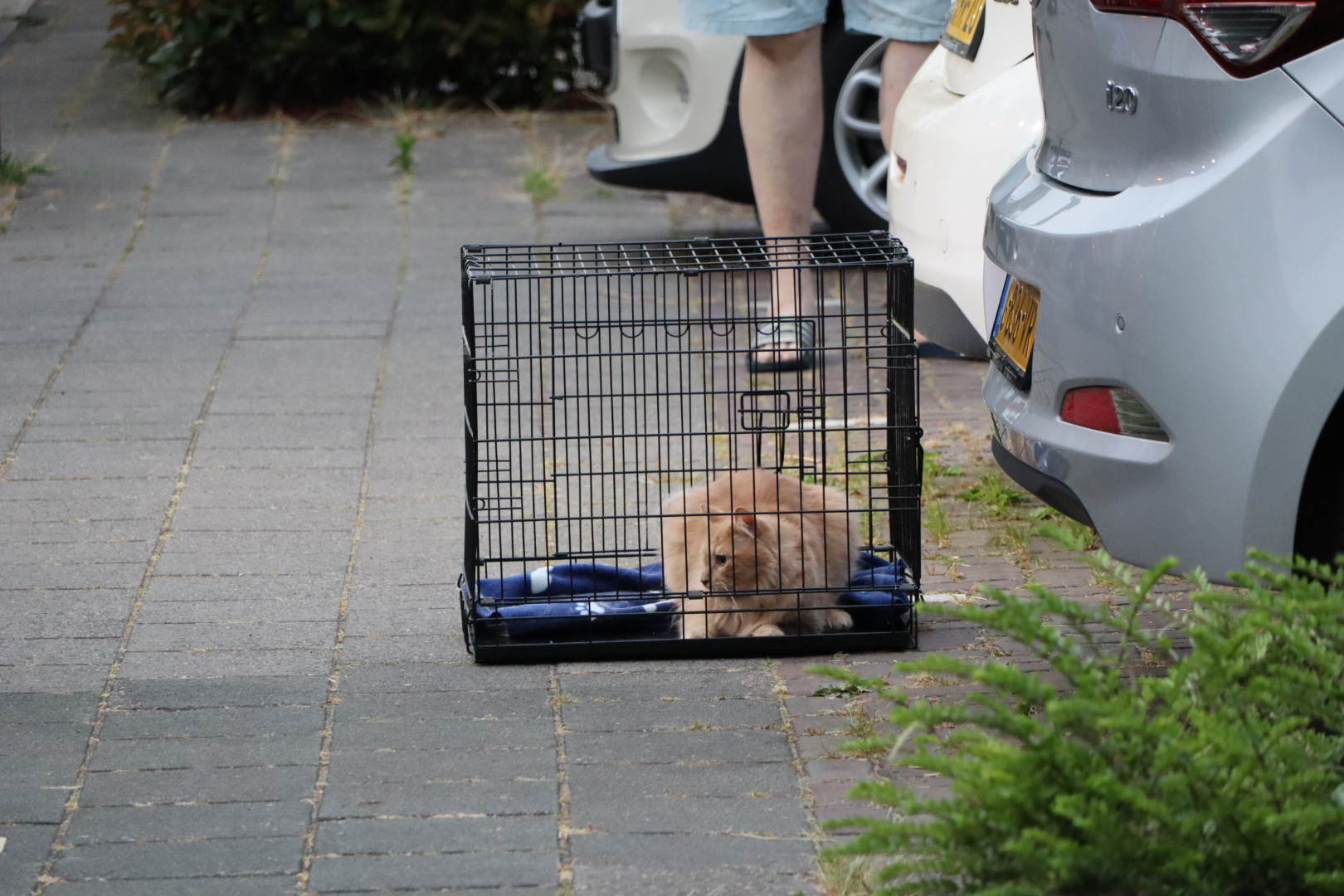 Brandweer redt 2 katten bij keukenbrand in Sprang-Capelle