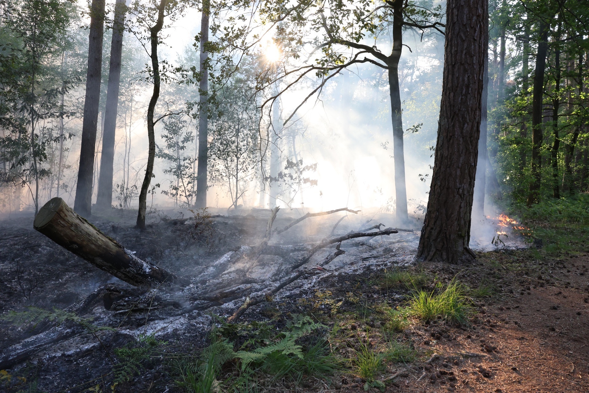 Weer bosbrand bij Oisterwijk, brandstichter actief?