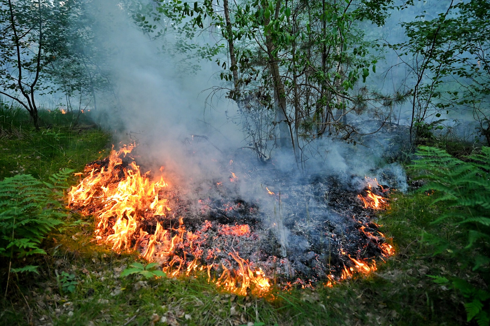 FOTO UPDATE: Grote Bosbrand In Oisterwijk Onder Controle - 112Brabant