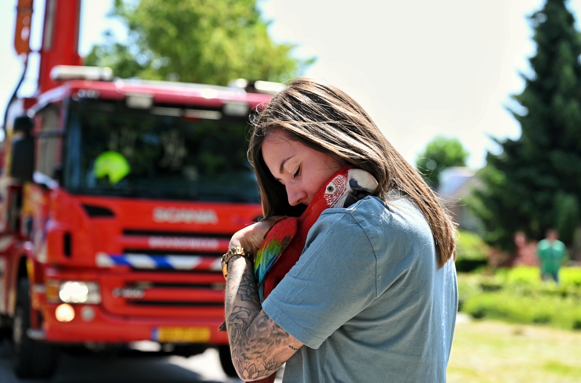 Piepjonge papegaai door brandweer uit boom gehaald