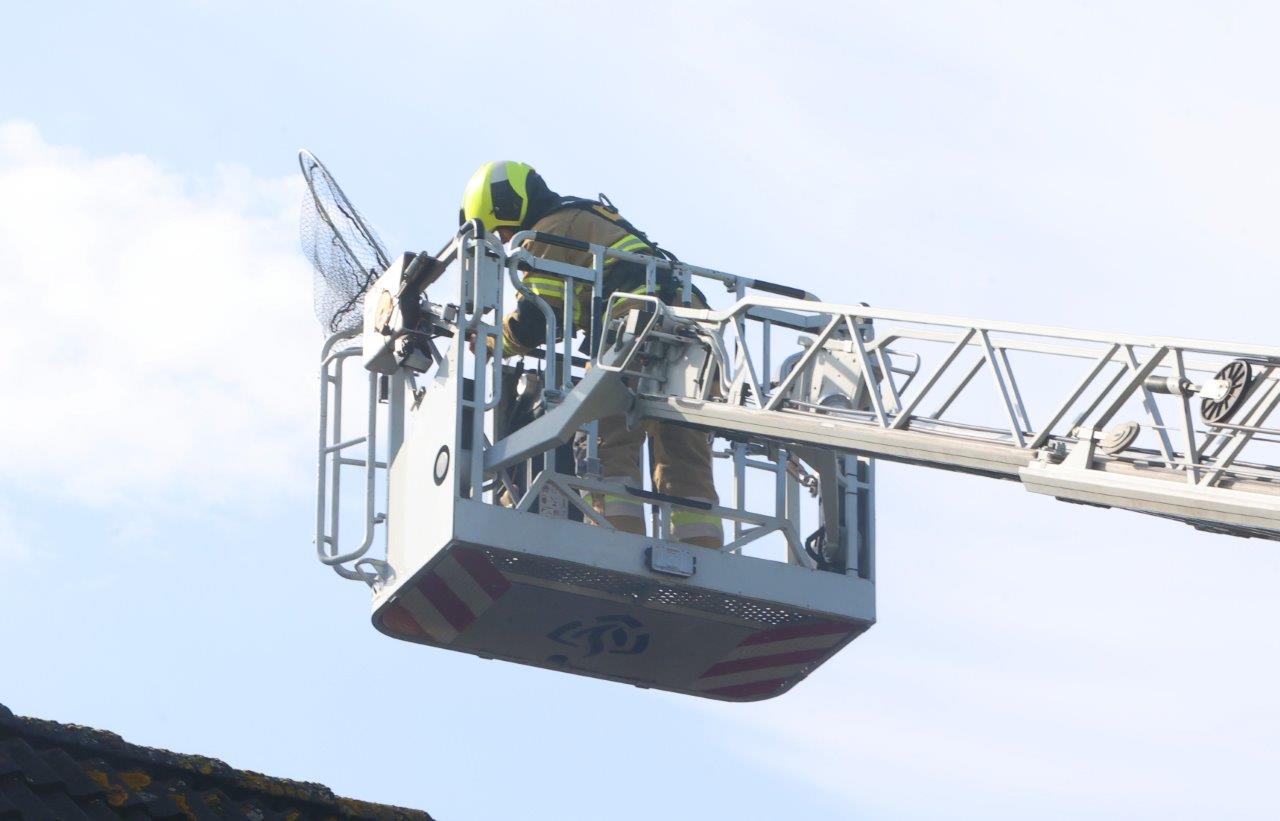 Brandweer redt vastzittende kat van dak