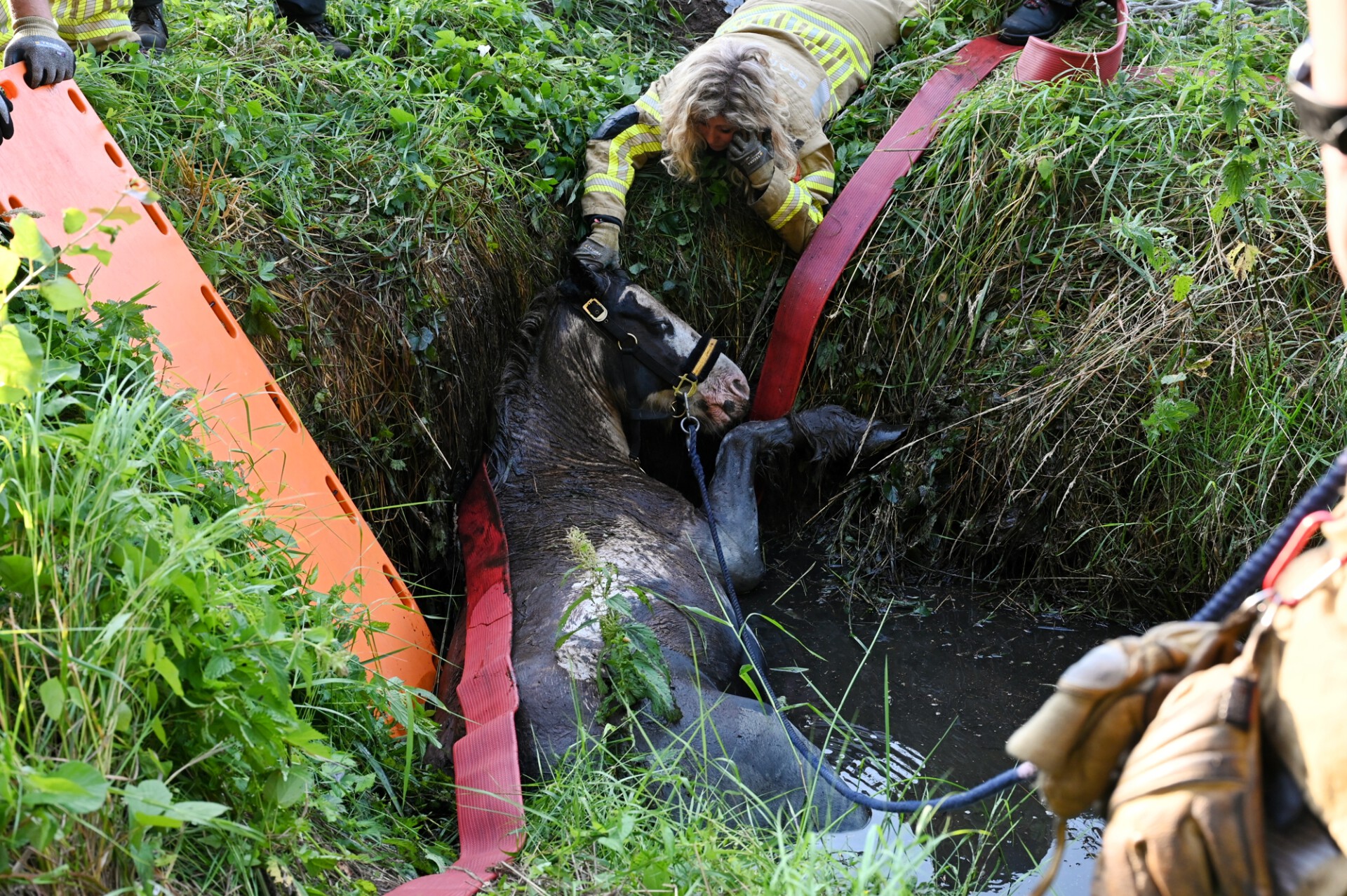 Eigenaar vindt paard in benarde toestand: Reddingsteam ingeschakeld