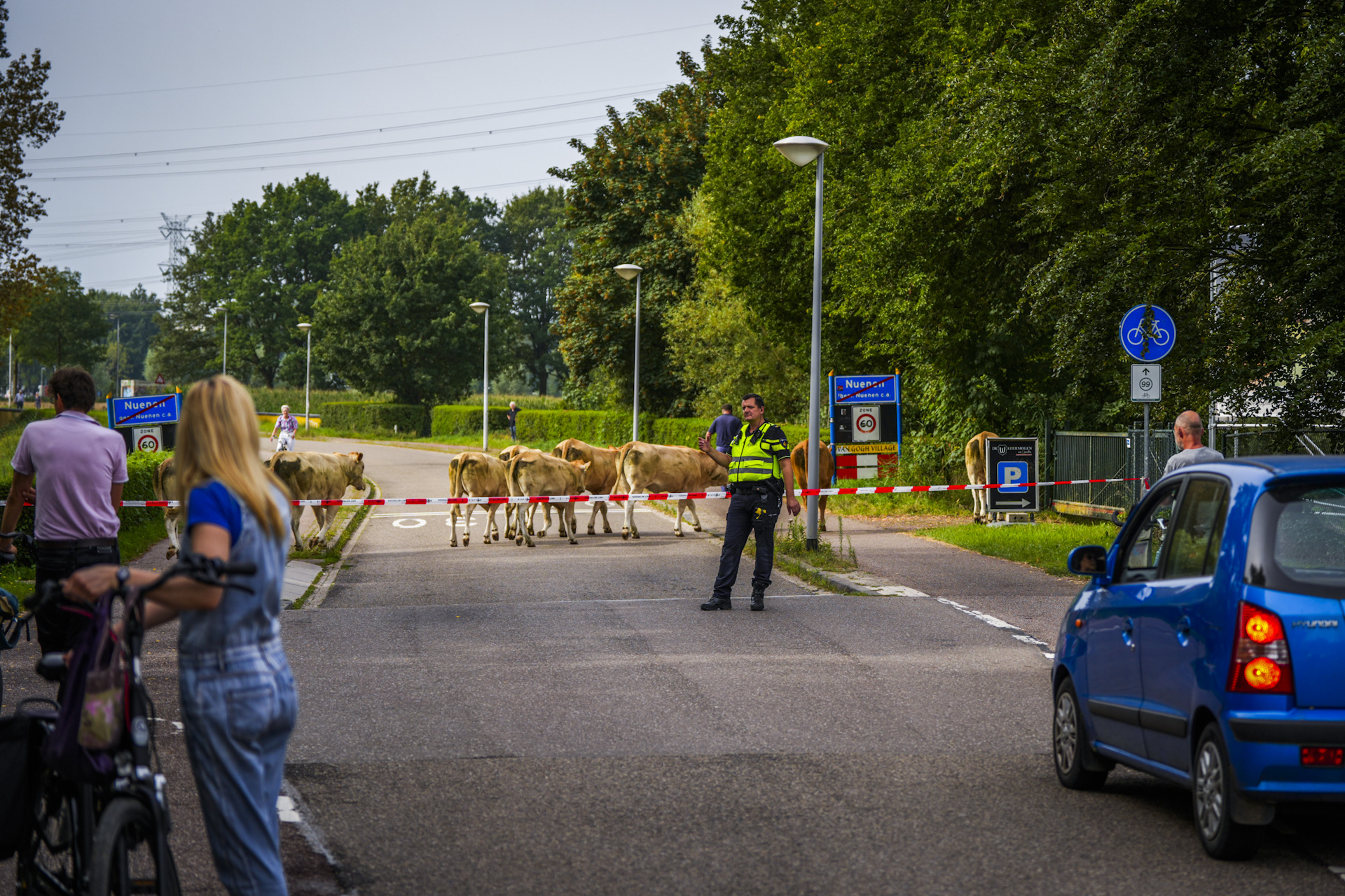 Wolvendijk tijdelijk afgesloten door ontsnapte koeien tussen Nuenen en Eindhoven