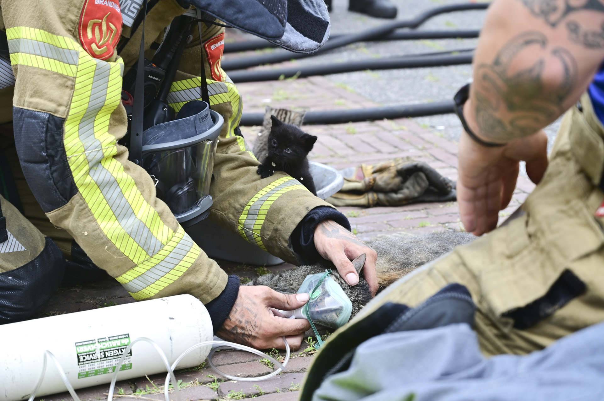 Vijf kittens en moederpoes gered bij woningbrand