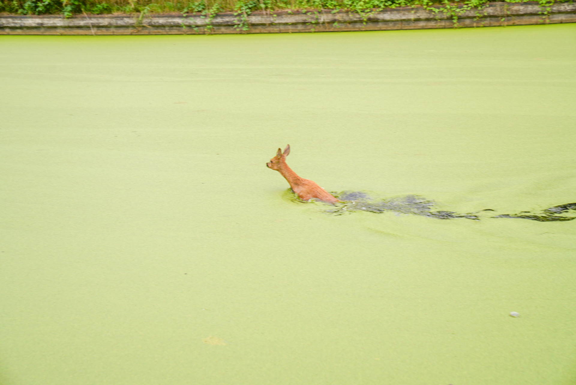 Brandweer redt ree uit het water