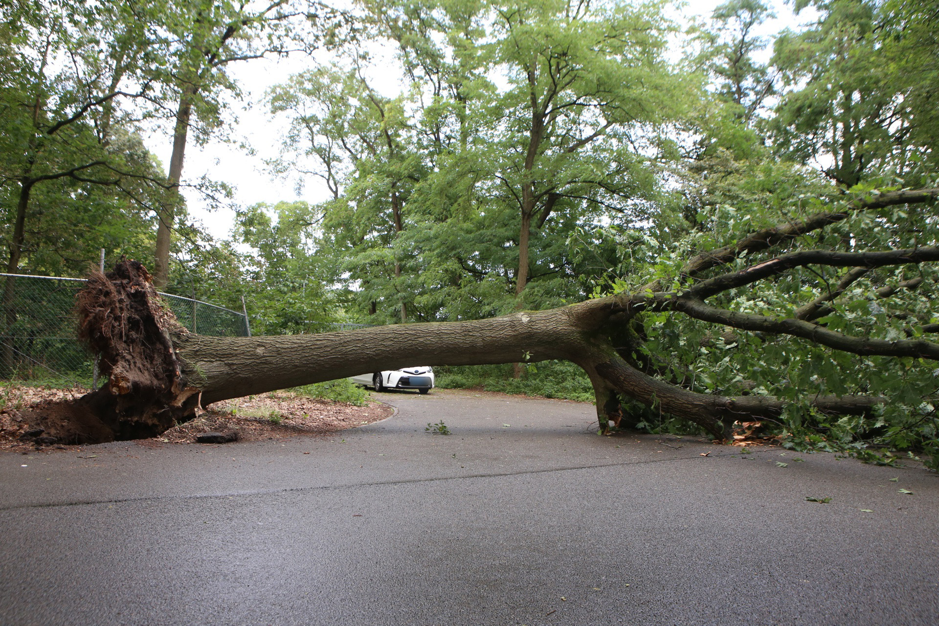 Taxichauffeur komt goed weg bij omgevallen boom