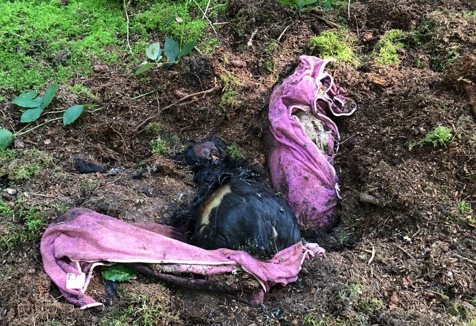 Bizarre vondst: twee honden in bos begraven