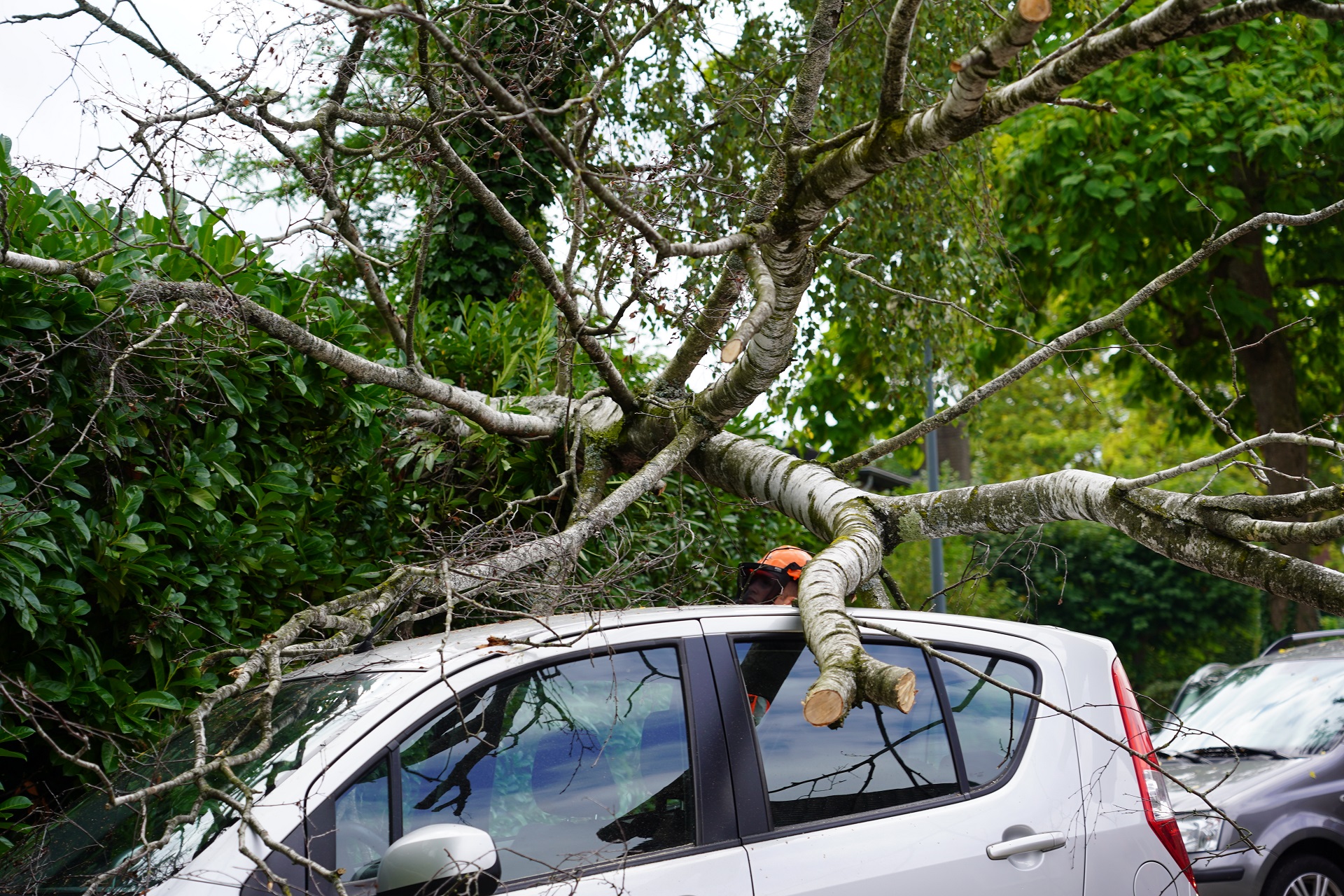 Grote tak breekt af en valt op auto