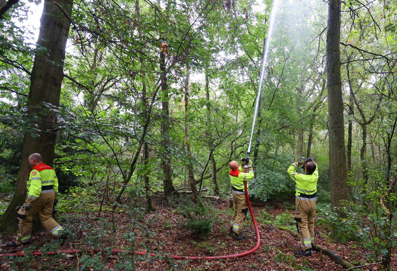 Brandweer spuit kat uit boom