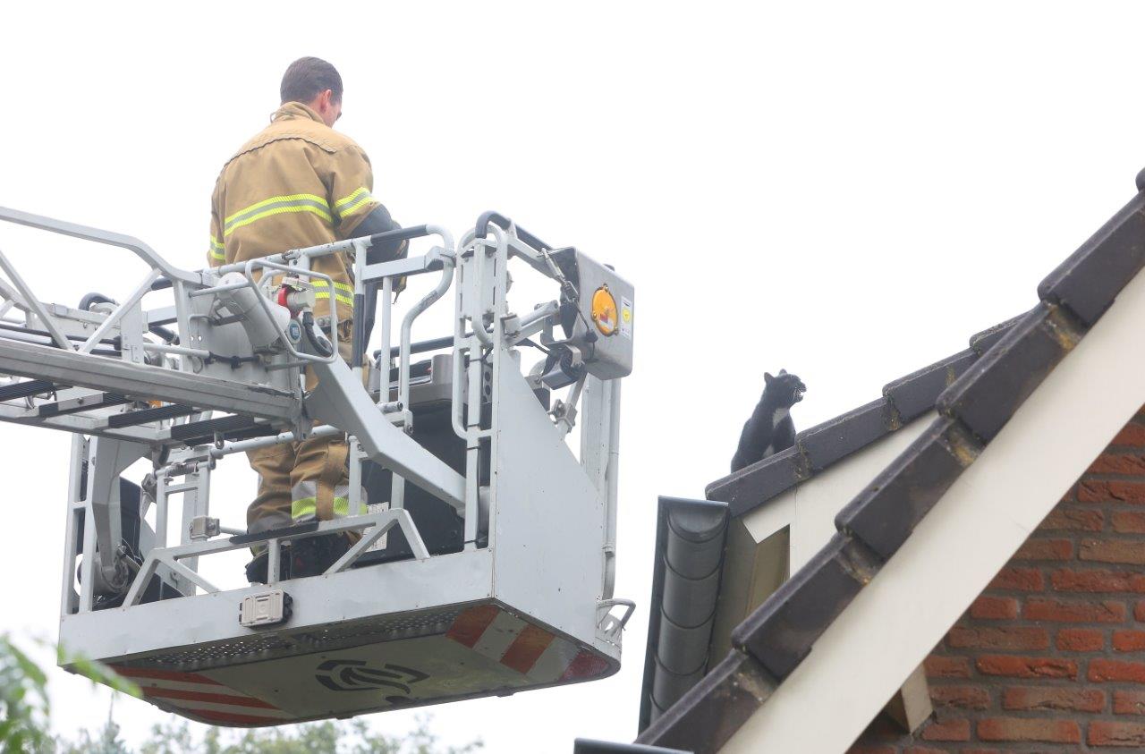 Brandweer redt kater Bob van dak