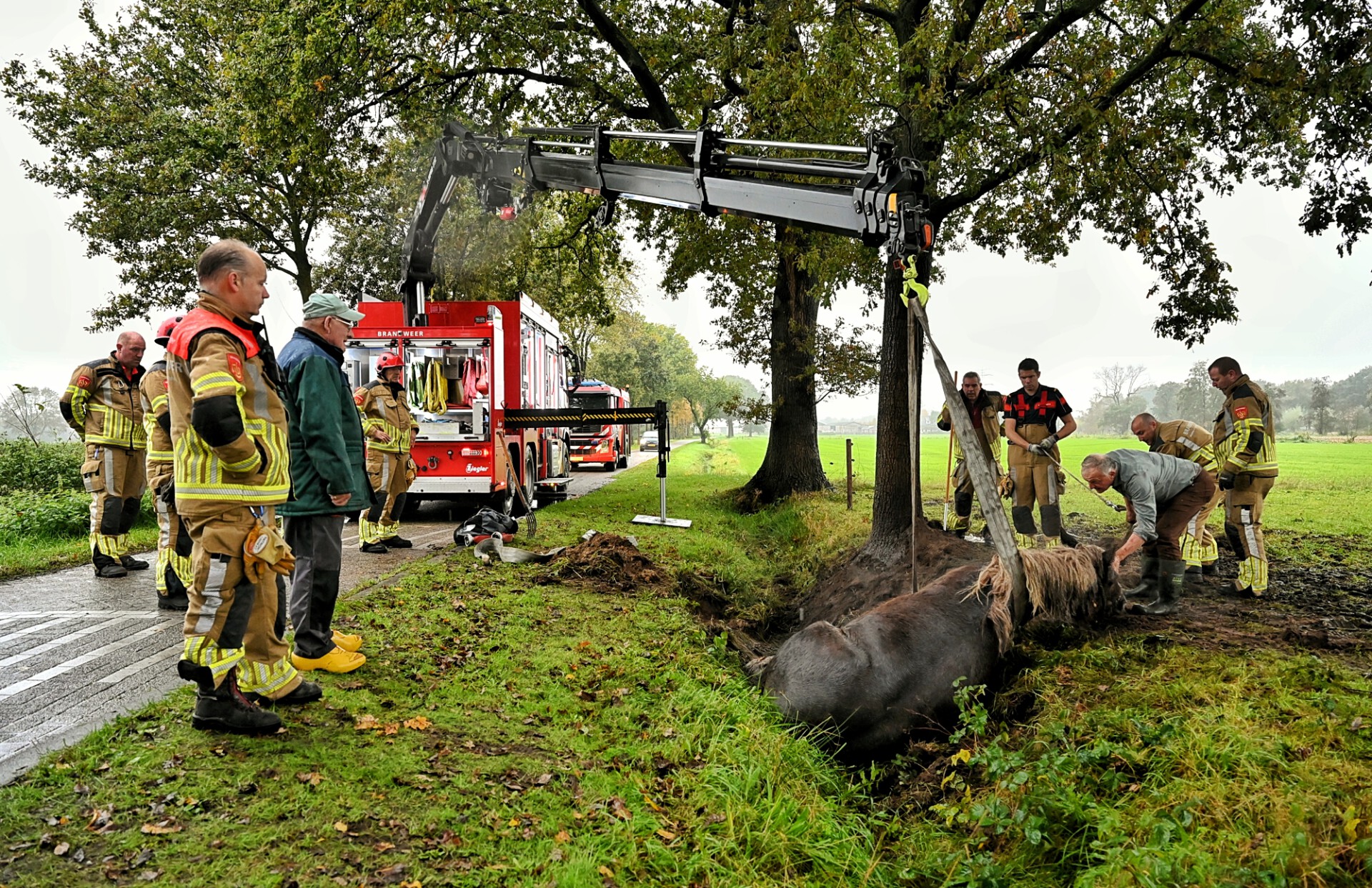Trekpaard Wietske uit sloot gered