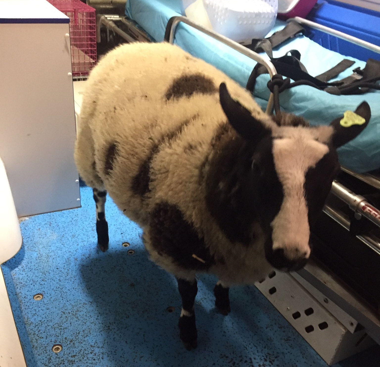 Levend schaap in kofferbak van auto op snelweg