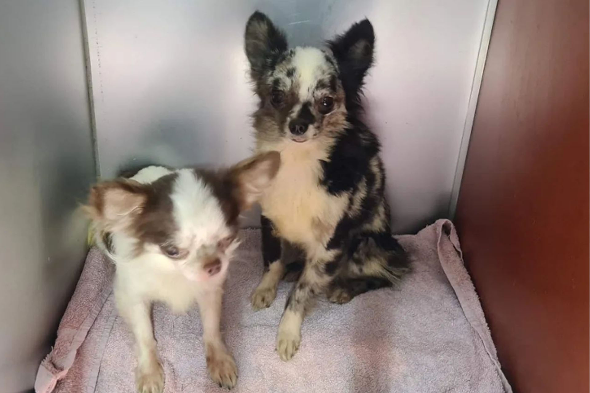 Dertien hondjes in beslag genomen