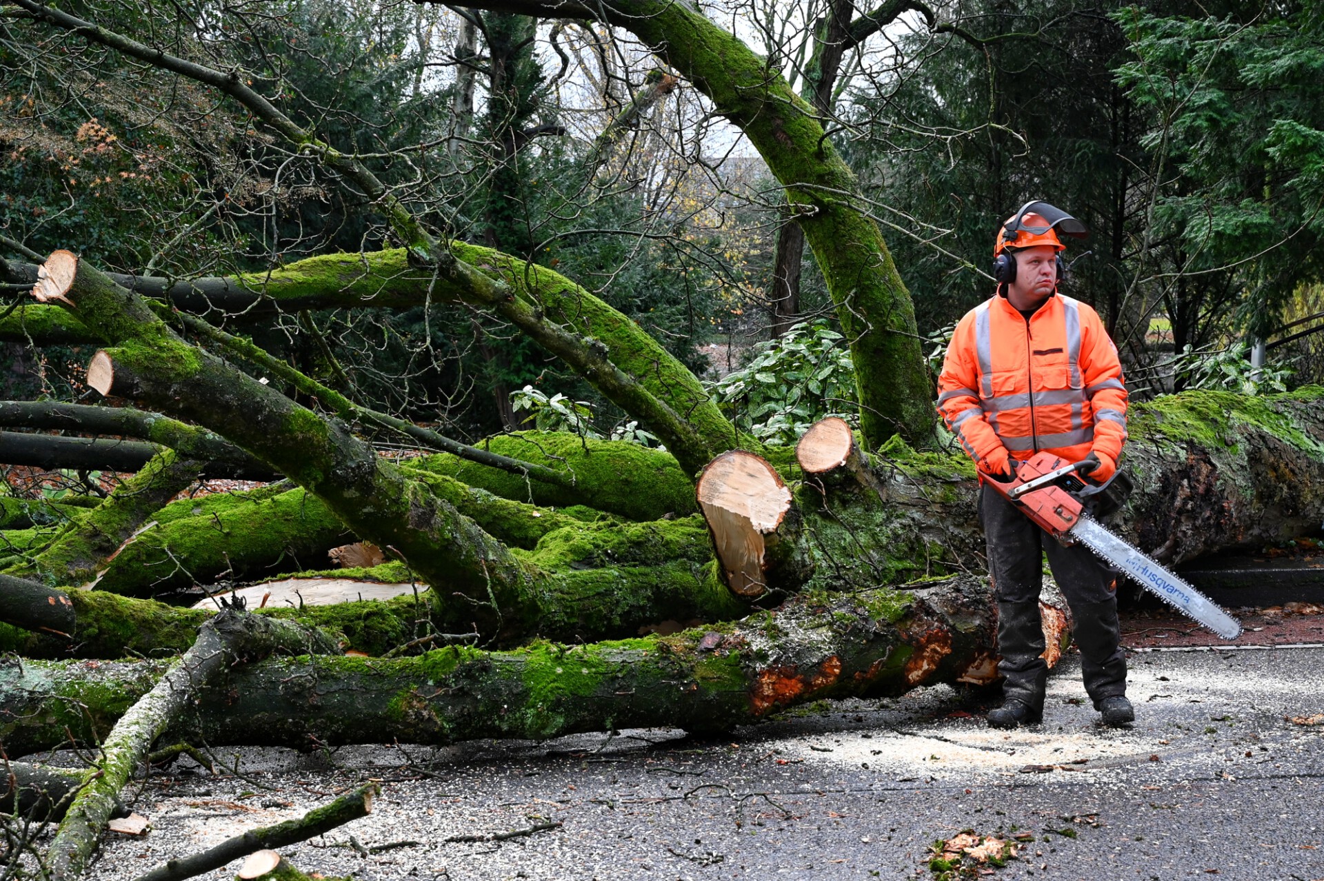 125 jaar oude boom valt om en blokkeert de weg