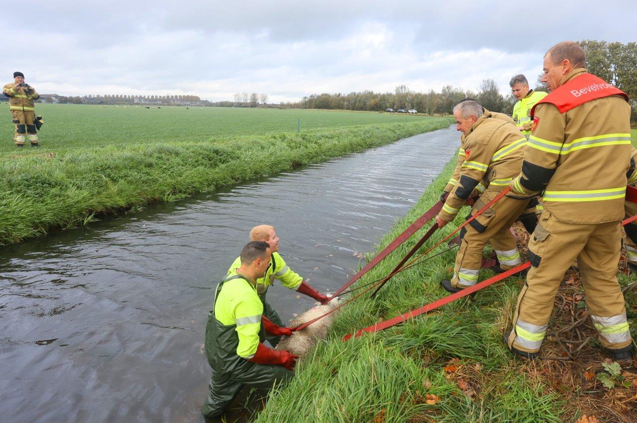 Brandweer redt schaap uit sloot