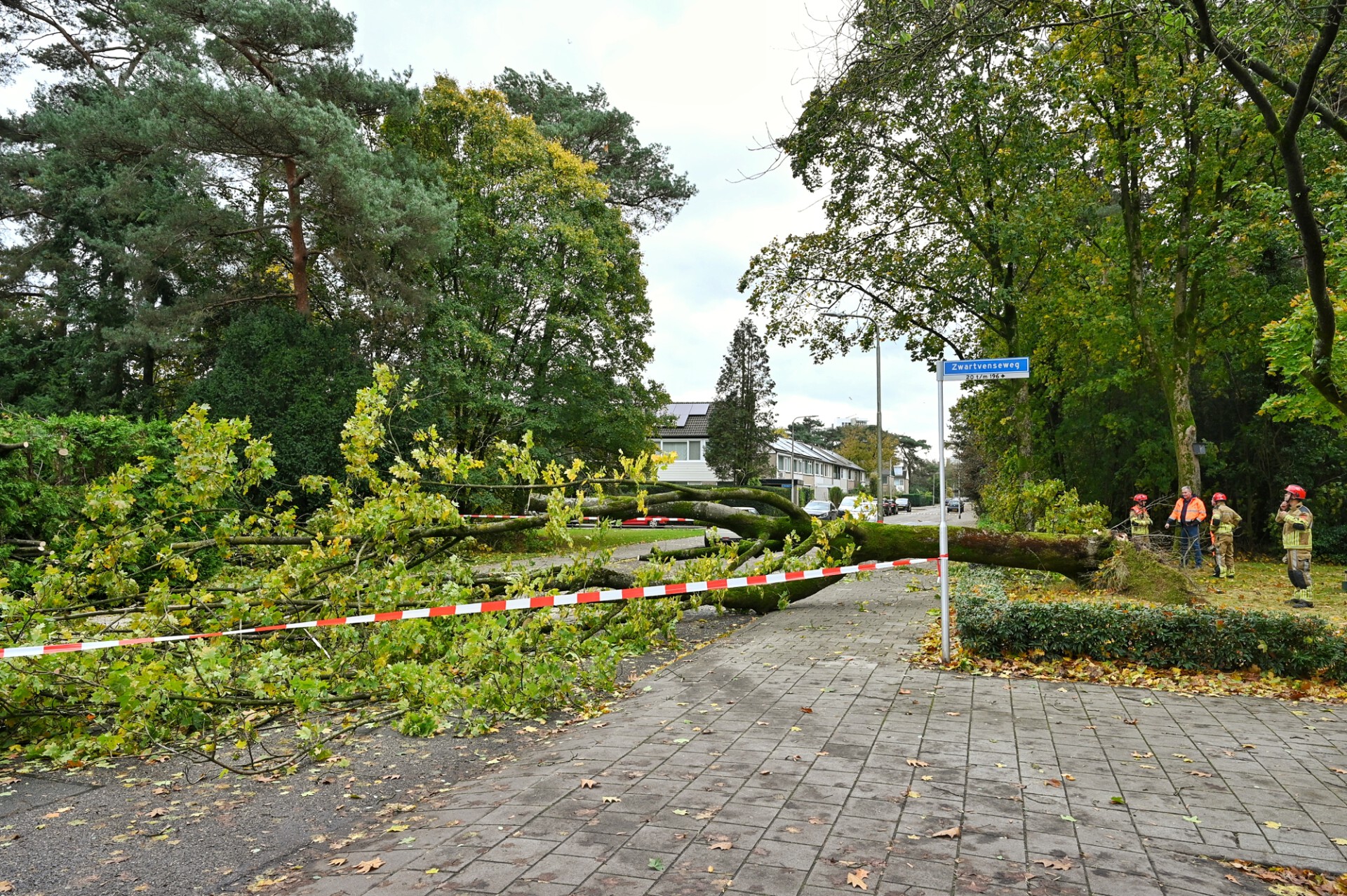 Man kan omvallende boom net op tijd ontwijken