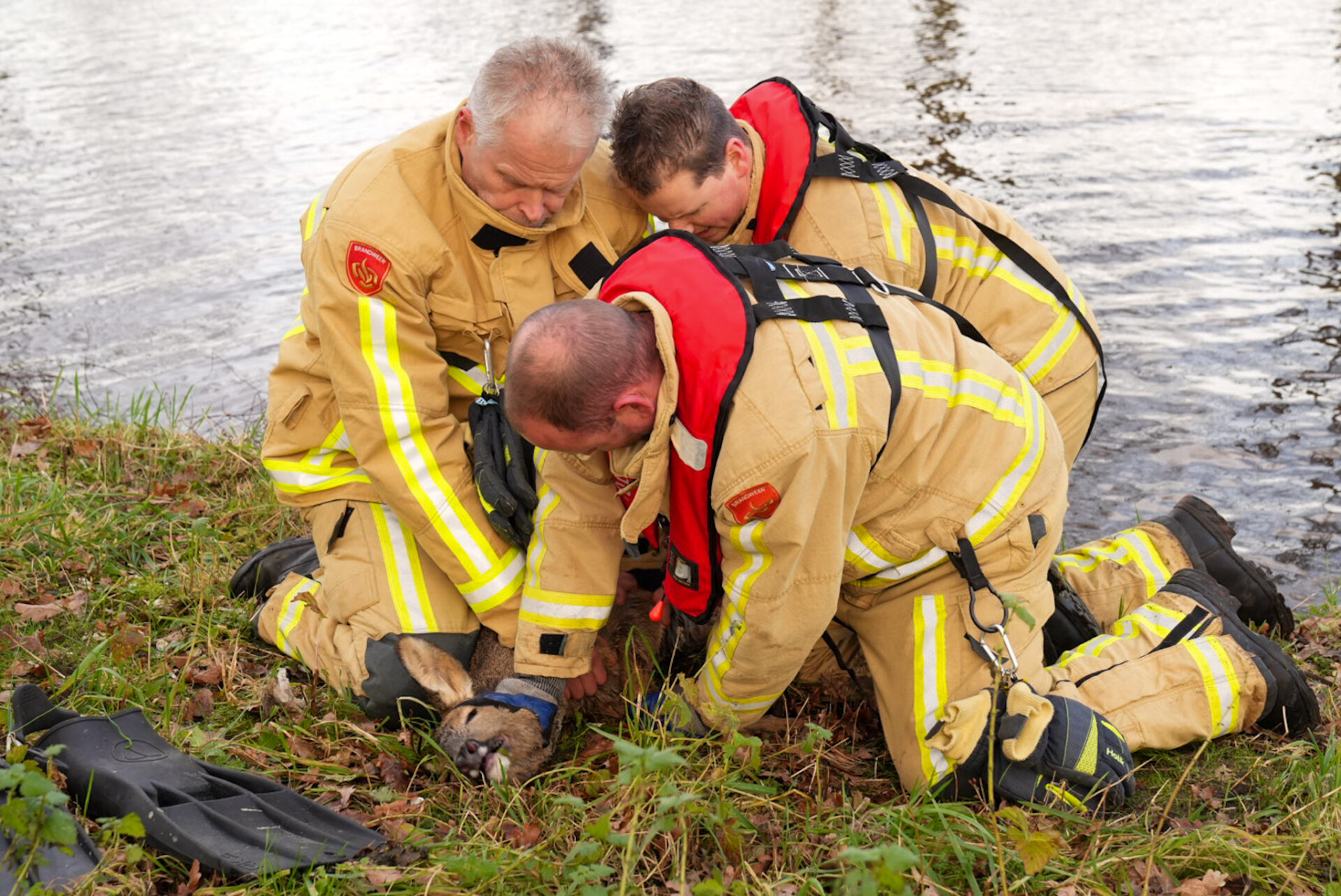 Brandweer redt ree uit het kanaal